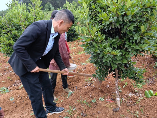 贵州思南： 8000亩油茶产业成富民“绿色银行”_fororder_技术员指导管护油茶（何敏摄）