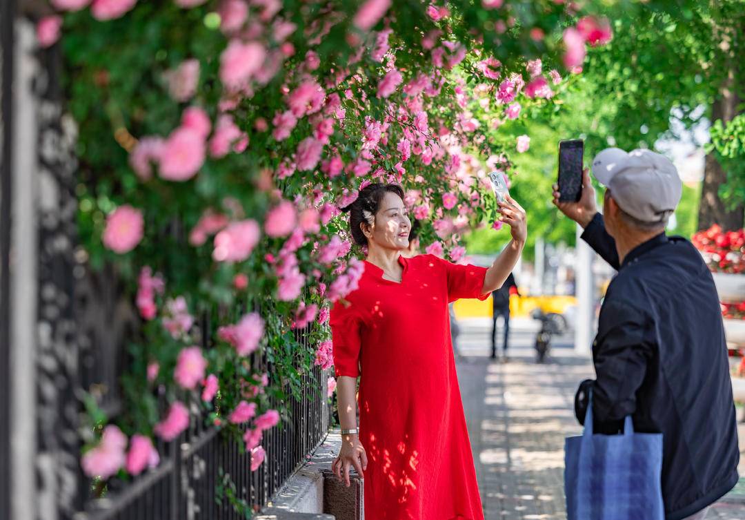 丹东：蔷薇花满墙，打卡正当时