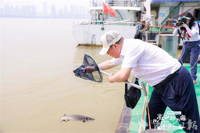 全国放鱼日武汉放流666尾中华鲟_fororder_微信图片_20240607085202 - 副本