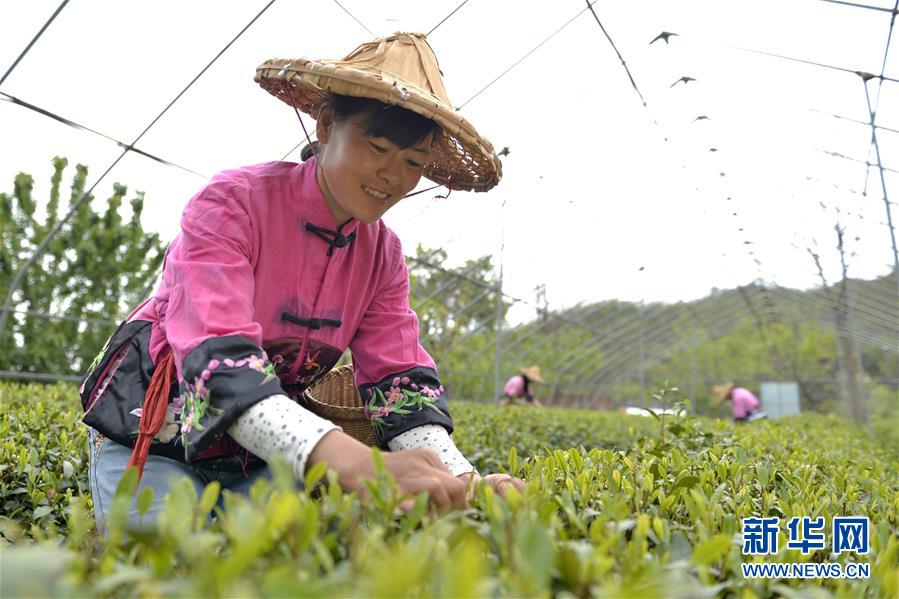 春日太行采茶忙