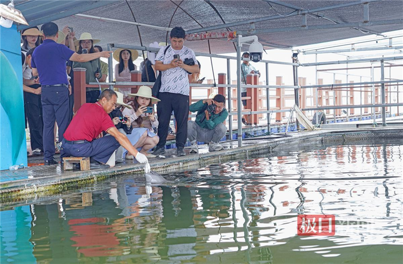 鹿鸣呦呦 江豚逐浪 荆楚大地成为“湿地精灵”栖息乐园_fororder_微信图片_20240711095934