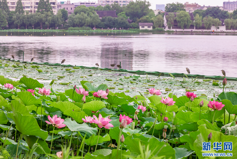 南京莫愁湖公园：小荷才露尖尖角 初夏赏荷正当时_fororder_2024060711aa7a6ae3ee4e81b27996a2dd4e1d20_20240607372b16809cb4493992df58f59ae85825