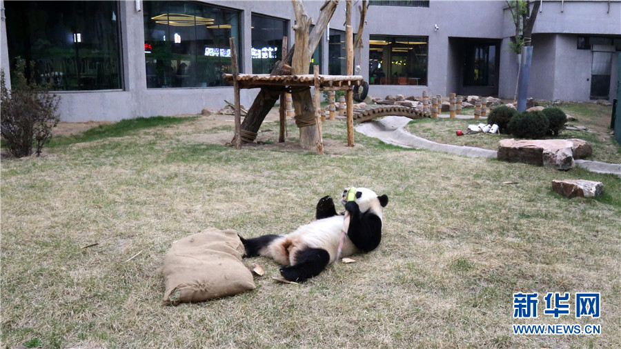 沈阳大熊猫“卖萌”庆五一