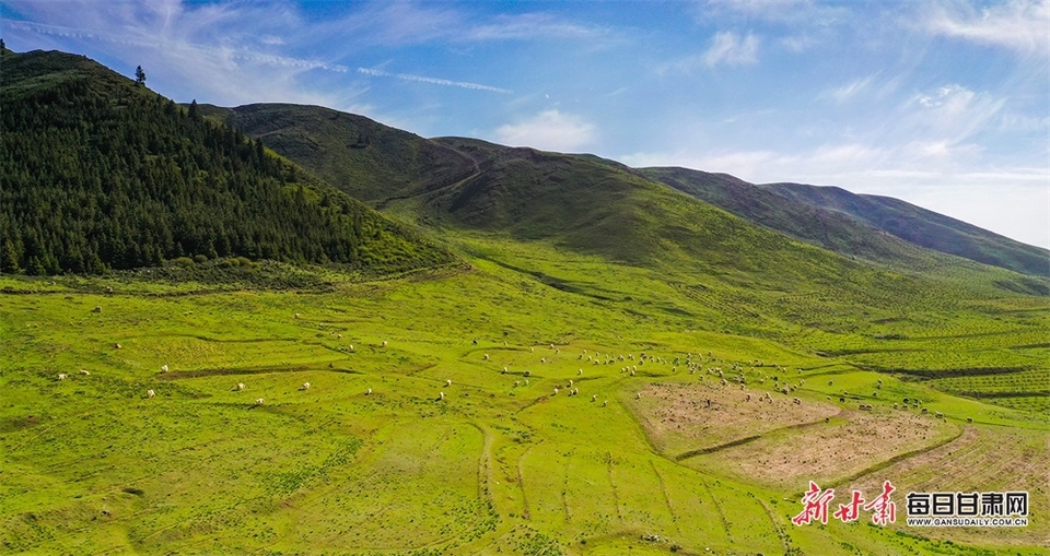 满目青绿微风漾 马兰花开十里香 甘肃白银景泰寺滩草原等你来打卡_fororder_2