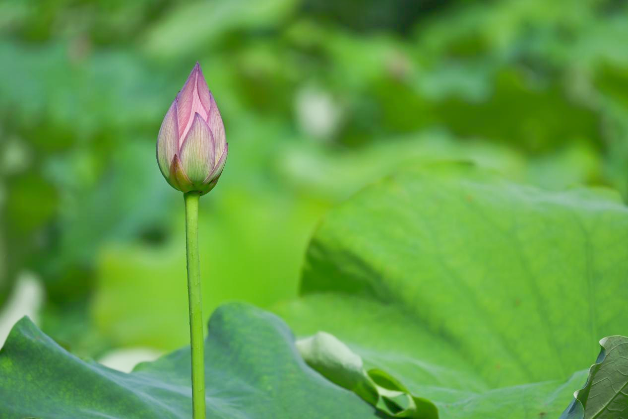 桂林灵川：荷花盛开 夏意满塘_fororder_图片4