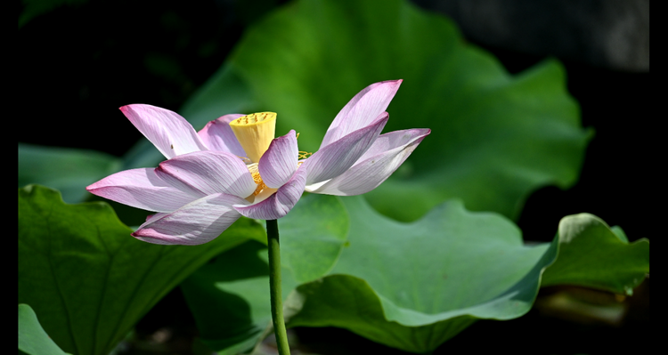 桂林灵川：荷花盛开 夏意满塘_fororder_图片2