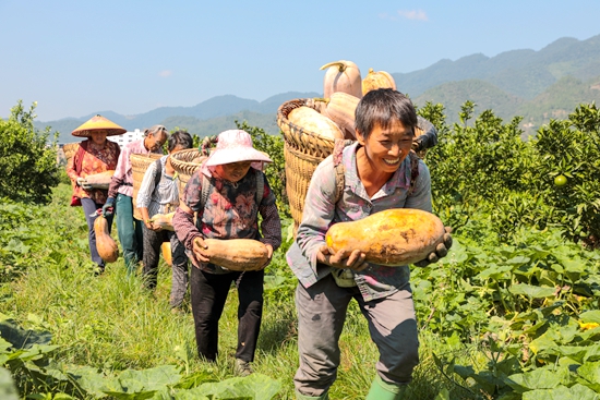 贵州：经济总量迈上2万亿元新台阶 高质量发展成为主旋律_fororder_铜仁河坝镇村民趁着晴好天气抢收南瓜，享受丰收的喜悦 杨文美  2023年.JPG