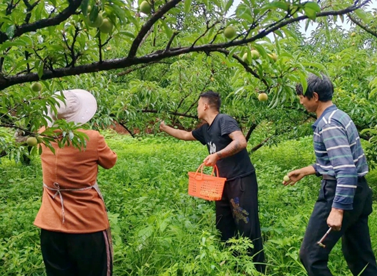 贵州水城：蜂糖李成熟上市 “甜蜜”产业促增收_fororder_640