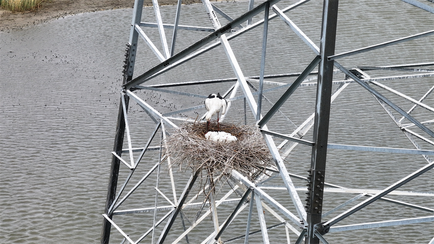 Liaoning Panjin: 'Ecological Operation and Inspection' of Power Grid Protects Rare Birds_fororder_图片5