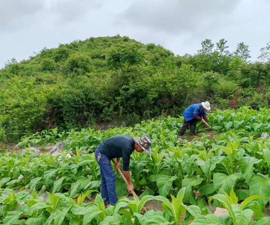 六盘水市水城区：抢抓时节促生产 万亩烤烟管护忙_fororder_640