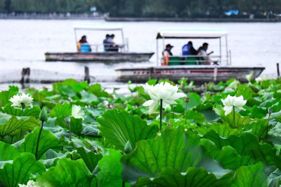 济南大明湖荷花竞相绽放_fororder_IMG_8632