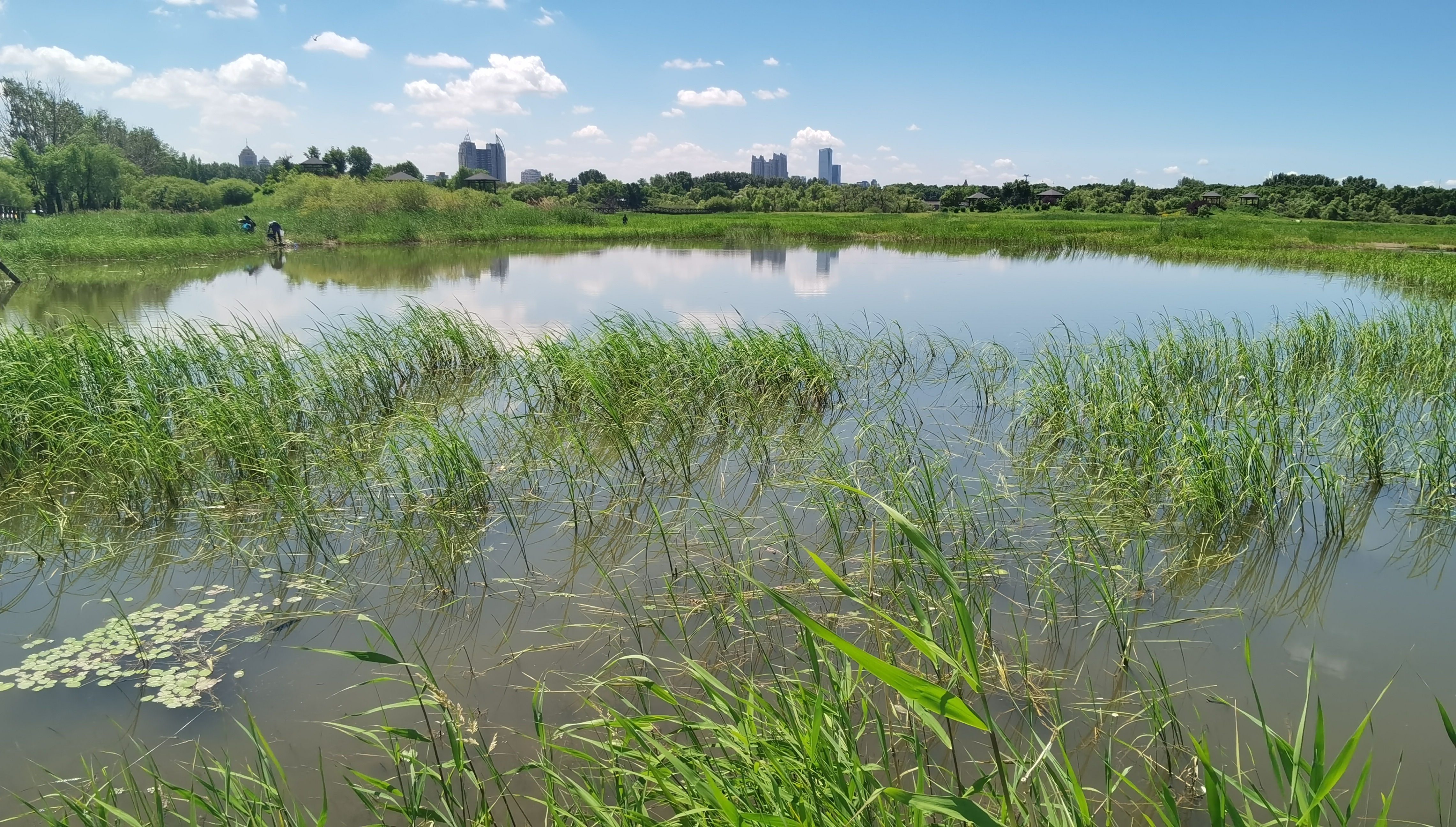 不负“湿”与远方！哈尔滨“国际湿地城市”招牌“含金量”足