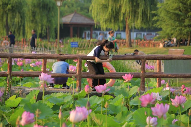 夏日顶流来了，日照赏荷地图请收好