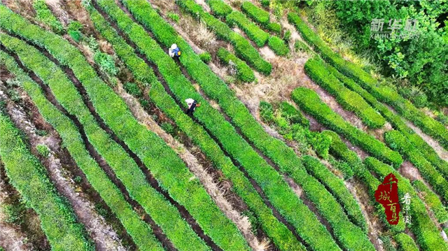 千城百县看中国｜湖北巴东：夏茶采摘忙_fororder_微信图片_20240621092449