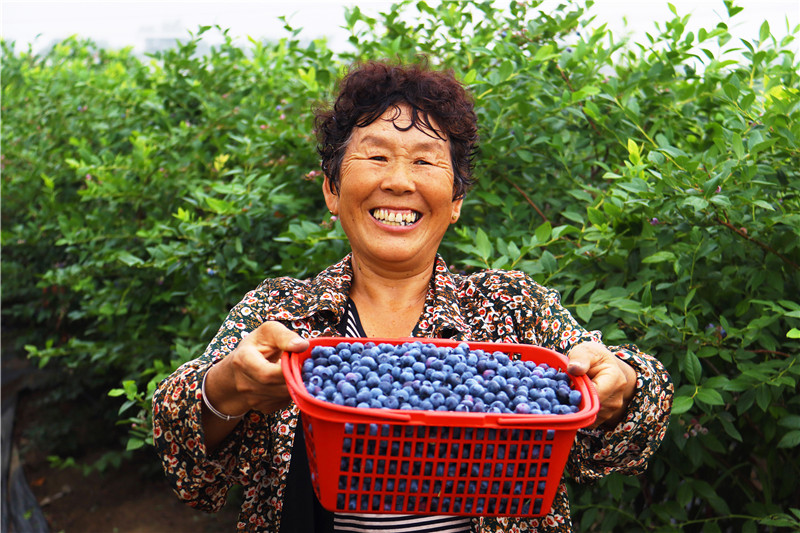 南阳社旗：蓝莓产业育出“多薪族”_fororder_果农展示刚刚采摘的蓝莓 摄影 王小军.JPG