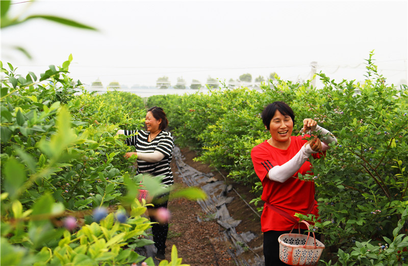 南阳社旗：蓝莓产业育出“多薪族”_fororder_果农正忙着采摘蓝莓 摄影 王小军.JPG