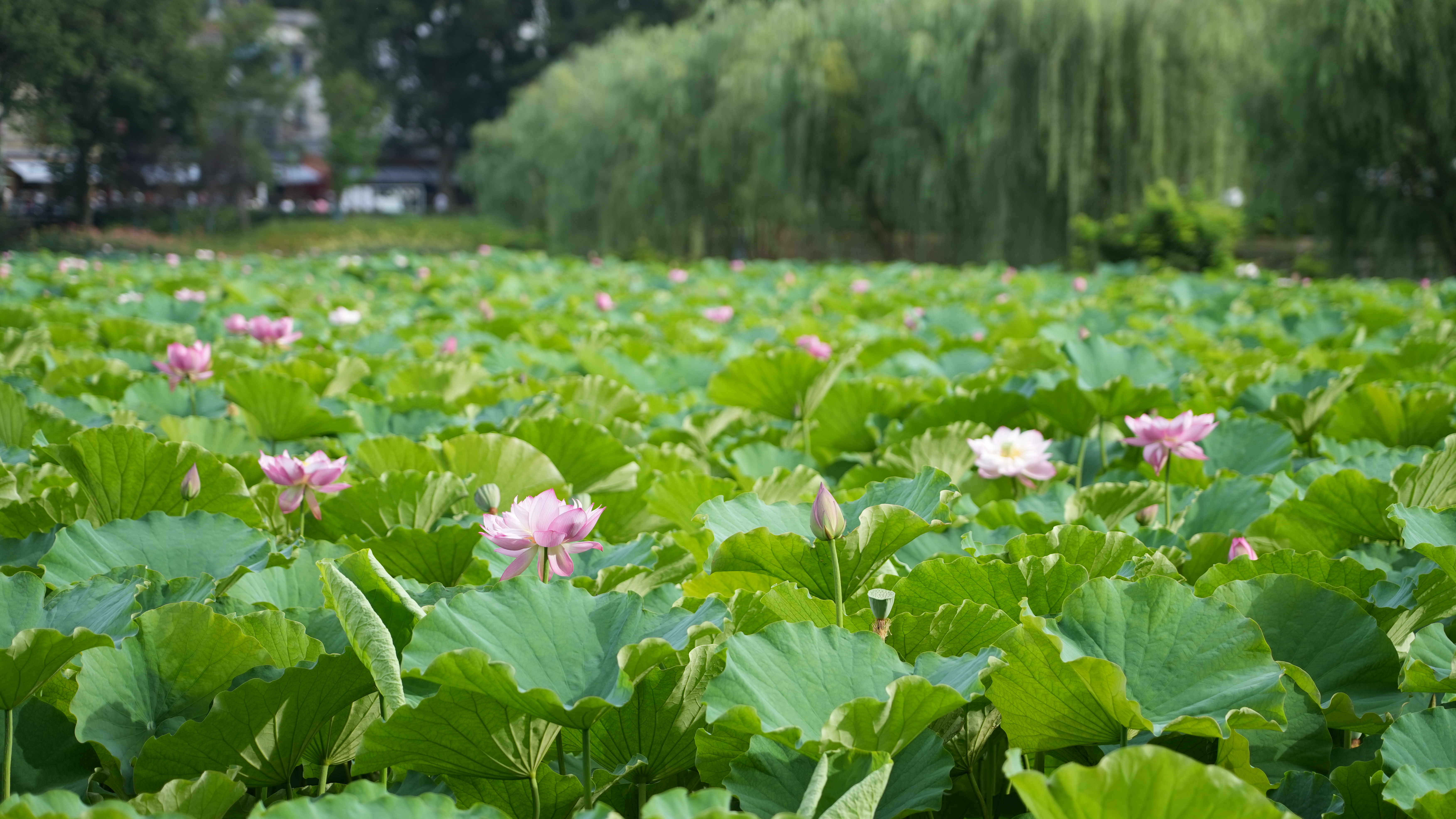 玩水赏景总相宜！来贵州抓住夏天的尾巴