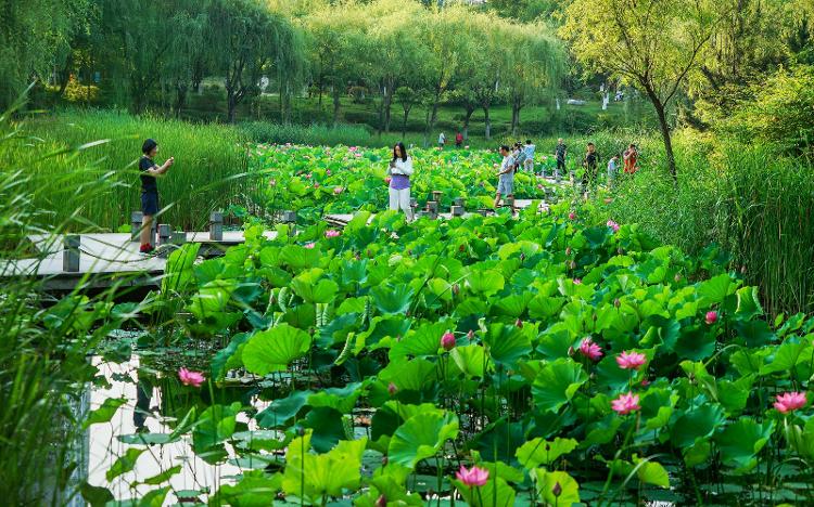 夏日顶流来了，日照赏荷地图请收好