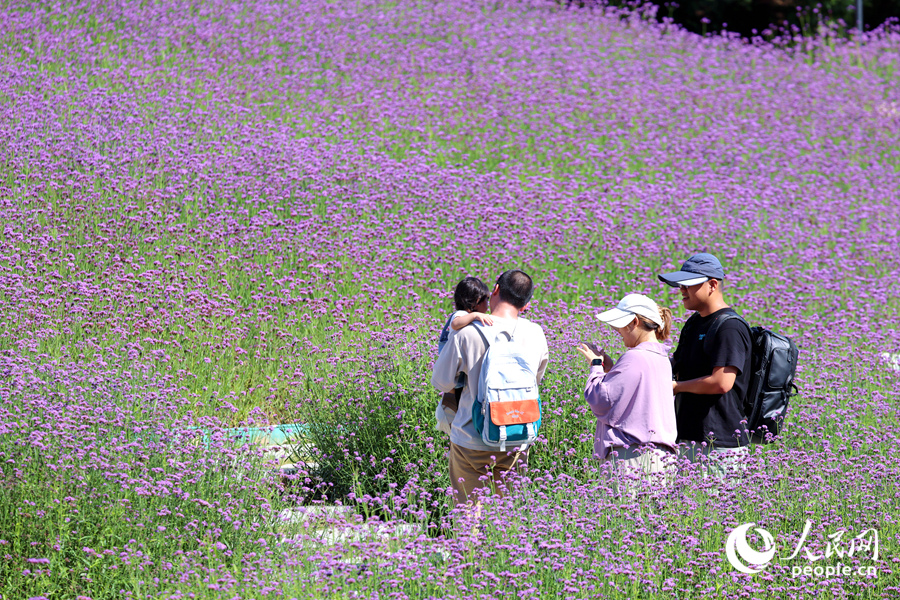 层层叠叠、依山绽放  厦门东坪山浪漫花海惹人醉