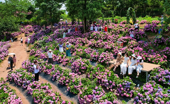 贵州惠水：绣球花扮靓景区拉动经济_fororder_绣球花醉美游人  徐雁