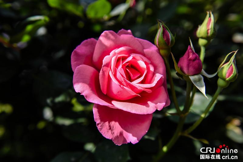 石家庄：月季花意浓 赏花正当时