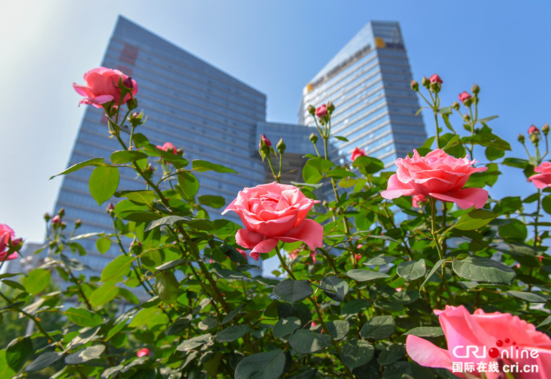 石家庄：月季花意浓 赏花正当时