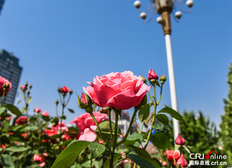 石家庄：月季花意浓 赏花正当时