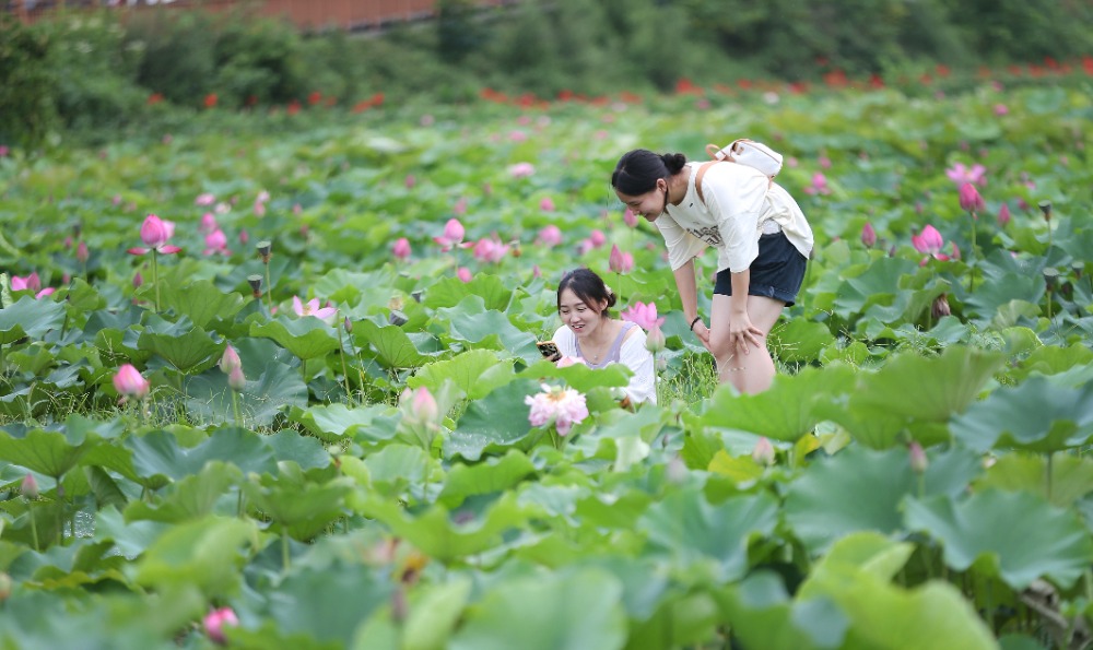 重庆：3000亩荷花绽放 “花经济”助力乡村游