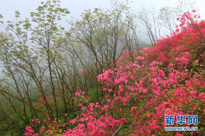 人间四月芳菲尽 深山杜鹃始盛开