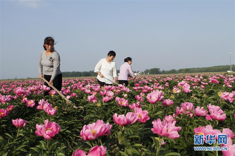 安徽：花间劳作忙