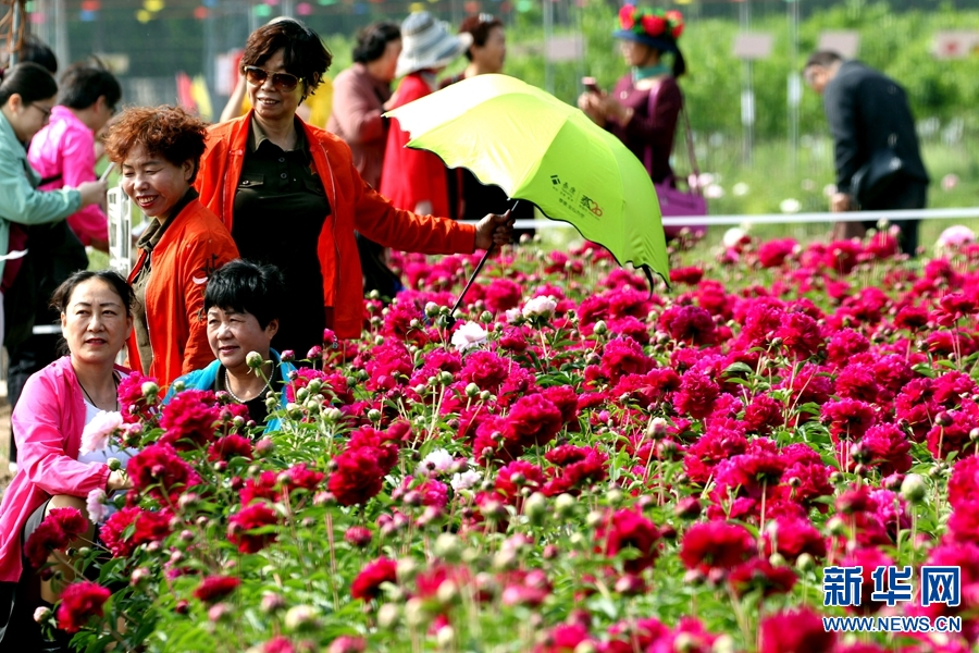 河南许昌：芍药花开香满园