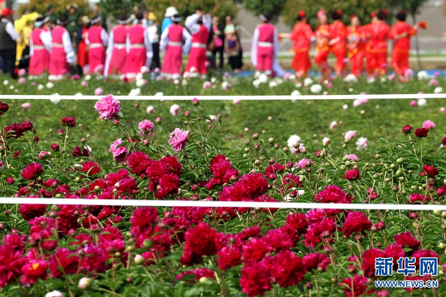 河南许昌：芍药花开香满园