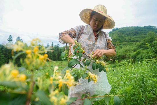 贵州绥阳：24万余亩金银花陆续采收_fororder_村民洪水碧采摘金银花（李前勇摄）