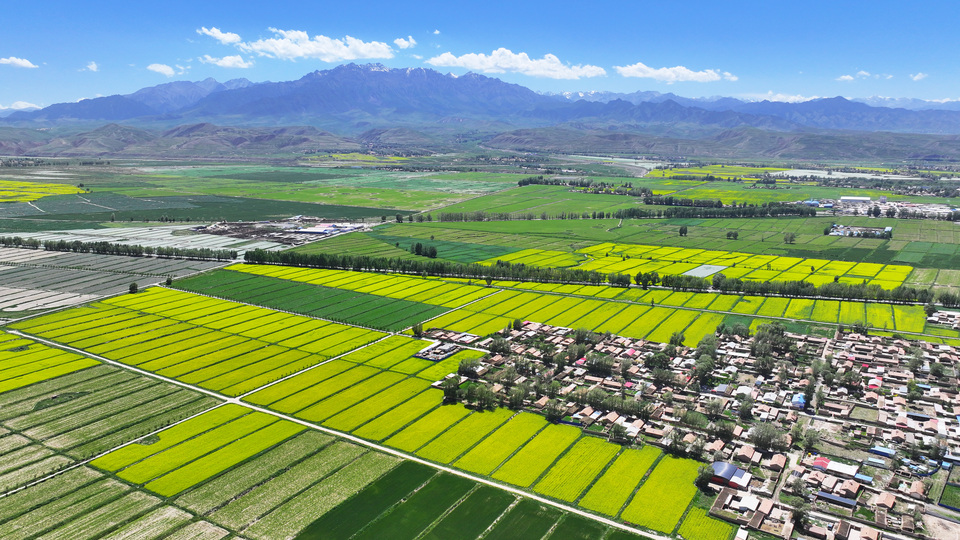 【原创】甘肃张掖民乐：夏日慢时光 油菜花竞开_fororder_DJI_20240624145627_0334_D.JPG