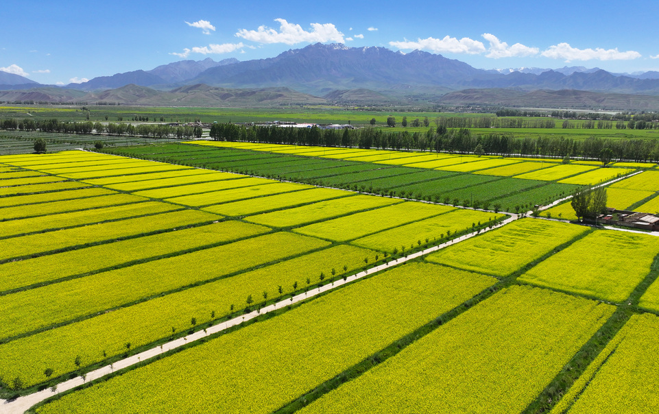 【原创】甘肃张掖民乐：夏日慢时光 油菜花竞开_fororder_DJI_20240624152152_0389_D.JPG