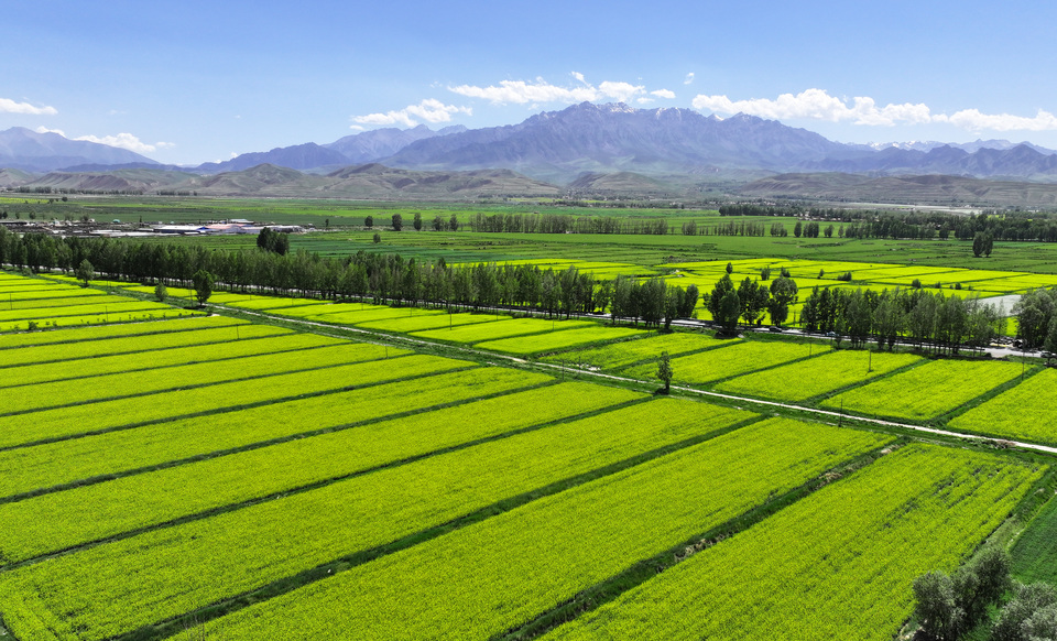 【原创】甘肃张掖民乐：夏日慢时光 油菜花竞开_fororder_DJI_20240624152515_0392_D.JPG