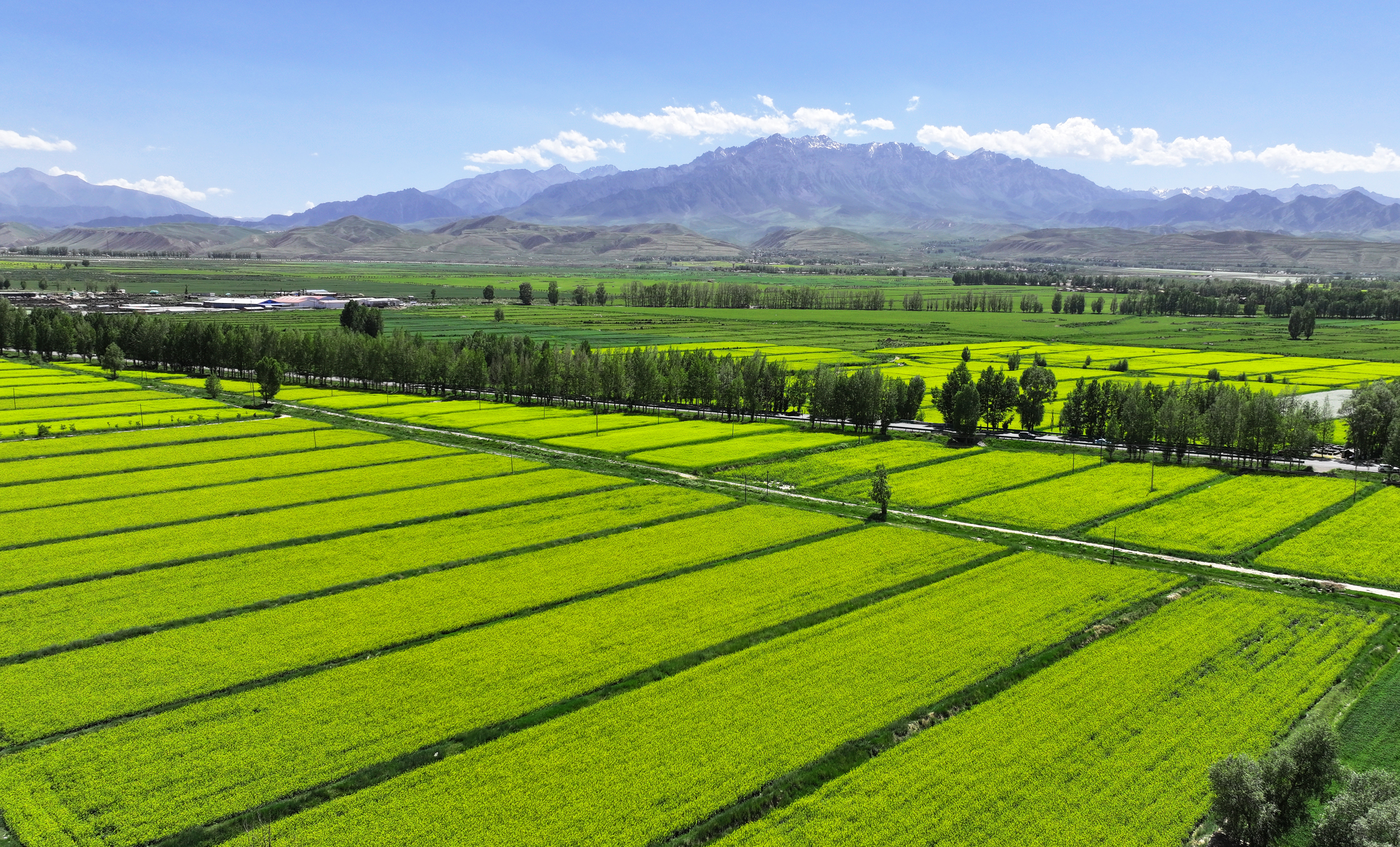 【原创】甘肃张掖民乐：夏日慢时光 油菜花竞开_fororder_DJI_20240624152515_0392_D.JPG