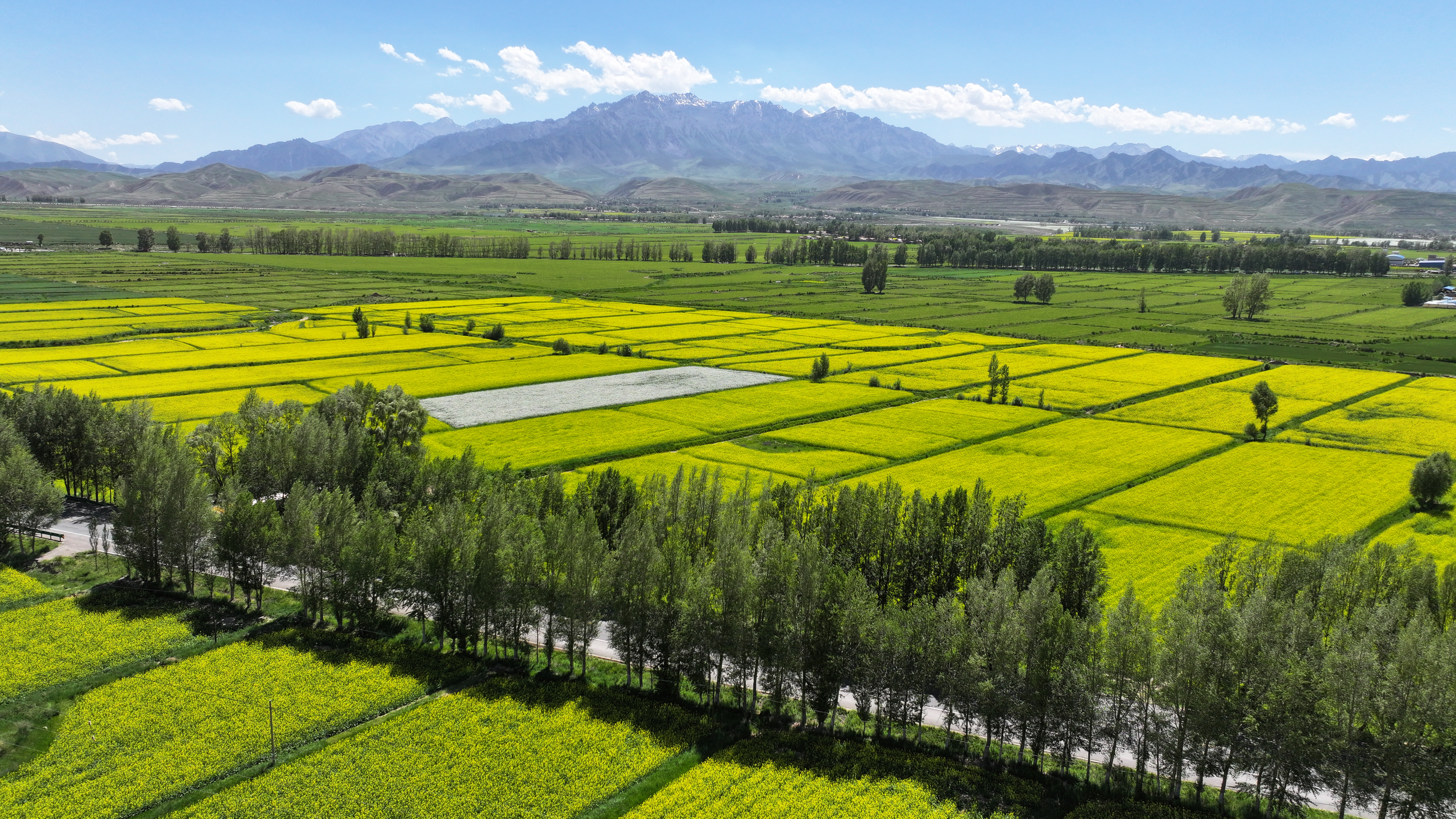 【原创】甘肃张掖民乐：夏日慢时光 油菜花竞开_fororder_DJI_20240624151246_0369_D.JPG