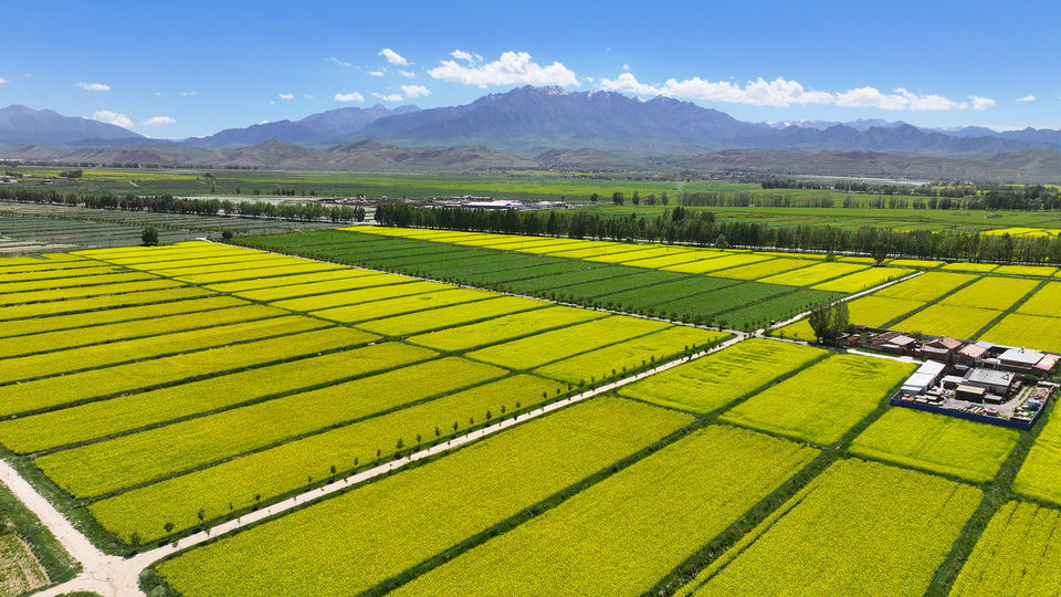 【原创】甘肃张掖民乐：夏日慢时光 油菜花竞开_fororder_DJI_20240624150723_0366_D.JPG