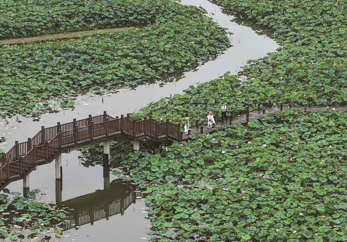 高淳水慢城 遇见“莲花江湖”_fororder_fd27ab2d-1d07-4255-a881-e20488ff1d74