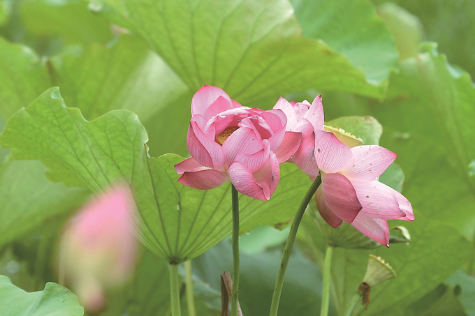 高淳水慢城 遇见“莲花江湖”_fororder_e73df700-28ed-4935-86c2-5a3fa9a9f510