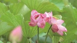 高淳水慢城 遇见“莲花江湖”