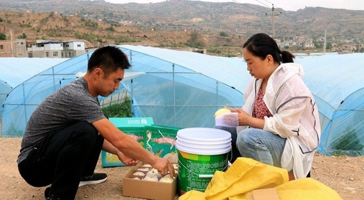 甘肃天水秦安：白脆瓜香飘万里 新产业破浪前行