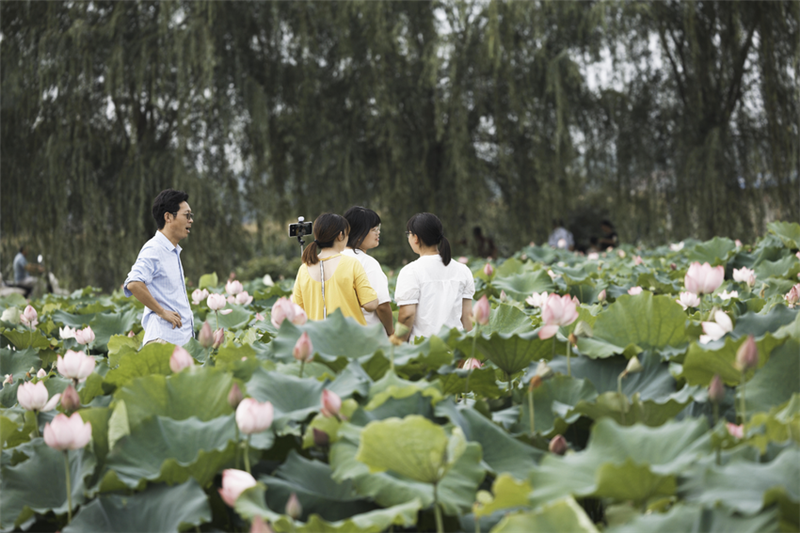 湖北南漳：“荷”你相遇 美在当“夏”_fororder_微信图片_20240703104058