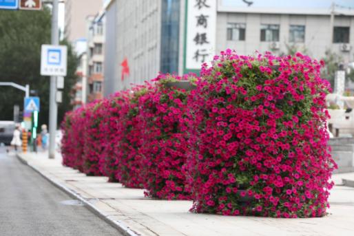 醉龙江丨“花样”桦南 美丽遇见