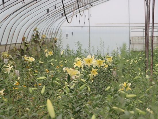 六盘水市水城区：“以花为媒”助力乡村振兴_fororder_基地花卉 (4).JPG