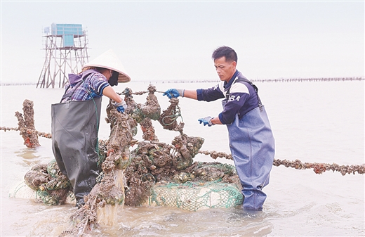 珠农海耕