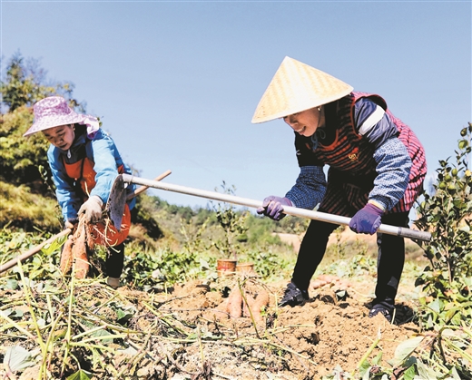 红薯节 庆丰收