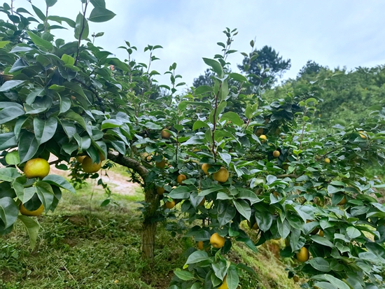 贵州惠水断杉镇：与“梨”相伴 清凉一夏_fororder_硕大的梨子将树枝压弯了枝头