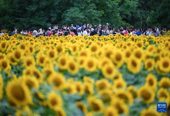 北京：夏日绽放的向日葵